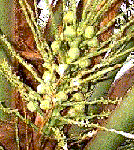 Cocunut Flower