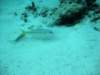 img_0054_small.jpg