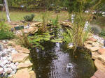 pondfall20025_small.jpg (150x112 -- 7114 bytes)