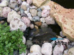 algae control