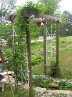 trumpet vine