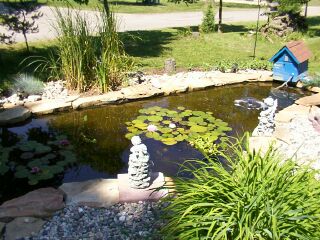 watergarden2003%20summer0022.jpg (320x240 -- 45408 bytes)