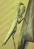 State insect-Praying Mantis