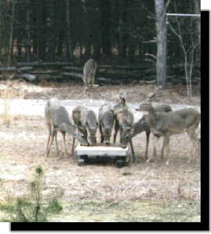 dinner.gif (65907 bytes)