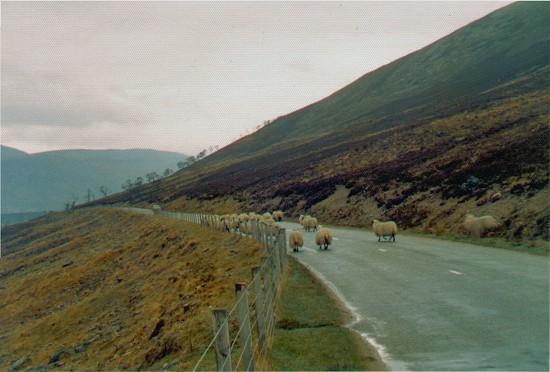 Scotish traffic jam