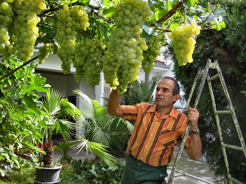 Peter's grape orhard
