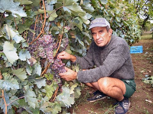 Peter's grape orhard