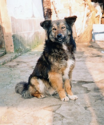 Ivan's dog Dancho