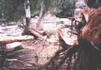 Flood damage, Temperance River.