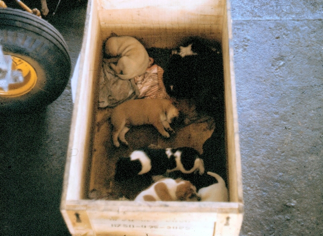Puppy's in the Engine Shop.