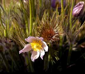 Spring Pasque Flower -  Retzer Nature Center