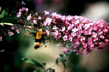 Sphinx Moth