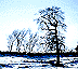 Winter Tree