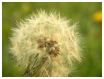 DANDELION2.JPG