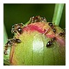 ANTS 1.JPG