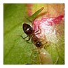 ANTS4.JPG