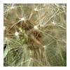 DANDELION1.JPG