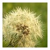DANDELION2.JPG