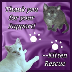 kittenthanks.jpg (250x250 -- 48583 bytes)