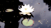 waterlily.gif (85003 bytes)