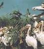Birds from Delta