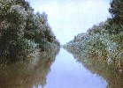 One of the Delta's canals