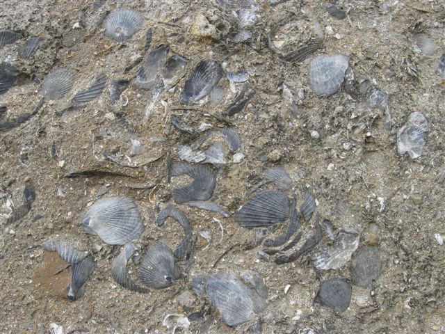 Scollop shells in rock