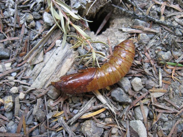 Cicadas'