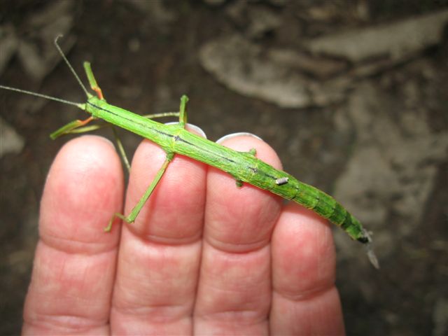 Stick insect