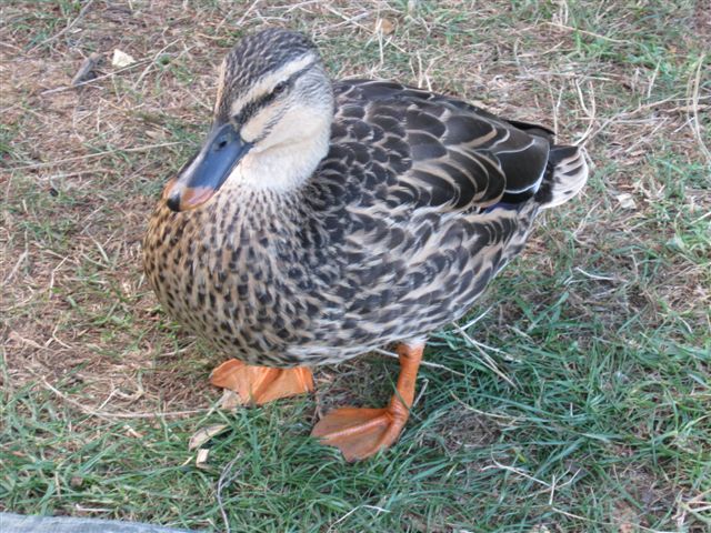 Duck